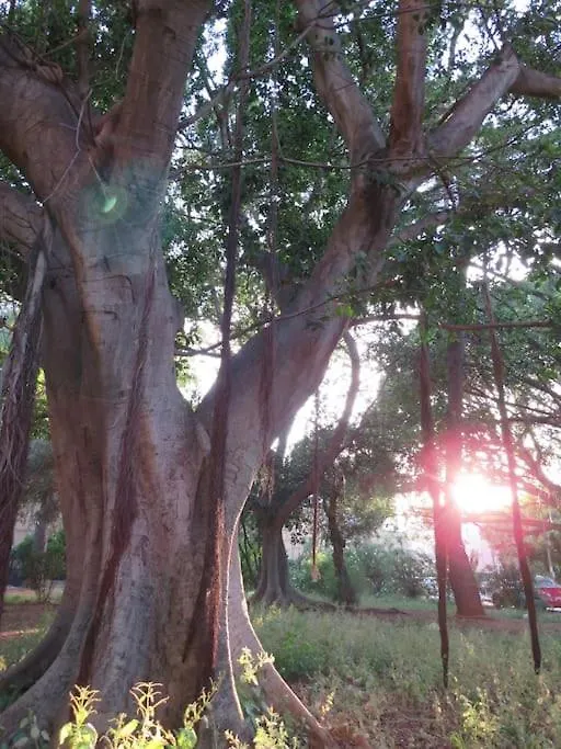 Relax Nel Verde- Giodapi Palm Palermo 0*,  Italia
